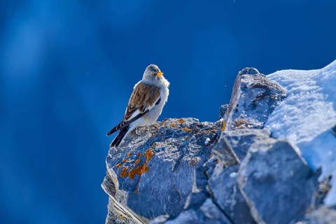 Snowfinch (Montifringilla nivalis), on rocky ground, surrounded by snow and blue sky, Gemmi Pass,