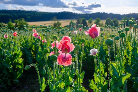 Poppy, (Papaver somniferum), poppy field, Waldviertel grey poppy, poppy village Armschlag,