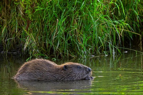 Eurasian beaver, European beaver (Castor fiber) eating water plant along reed bed, reedbed in