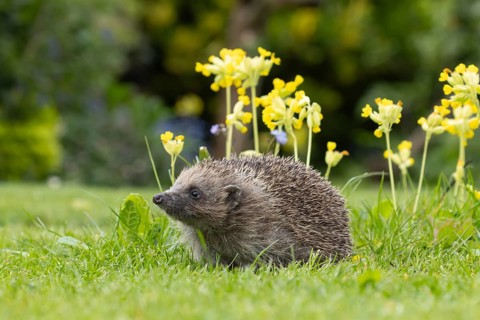 European hedgehog (Erinaceus europaeus) adult animal on a garden lawn in spring with flowering