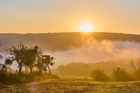A sunrise over a field with a raised hide, surrounded by trees and fog in a quiet morning