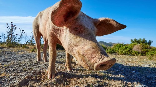 A curious pig explores the arid landscape, farm animals, Mani Peninsula, Peloponnese, Greece,