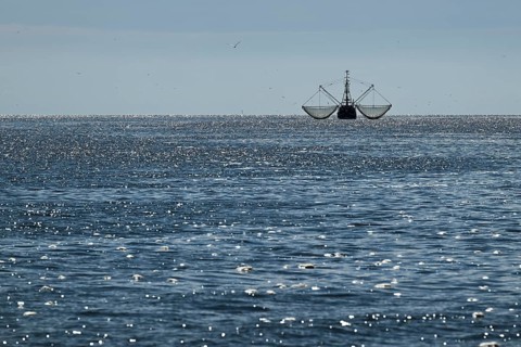 Crab cutter, seagulls, North Frisia, Schleswig-Holstein, Germany, Europe