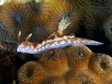 A nudibranch with a patterned body, volcano star snail (Hypselodoris krakatoa), on corals, dive