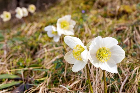 Two white flowers with a yellow centre in a meadow, other blurred flowers in the background,
