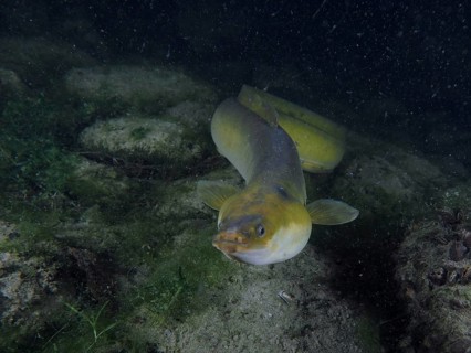 European eel (Anguilla anguilla) swimming on the river bottom, surrounded by rocks and algae in