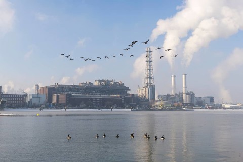 BASF plant site on the banks of the Rhine, chemical company, Canada geese, foggy mood,