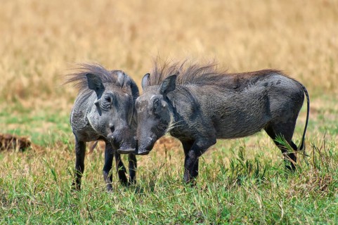 Warthogs (Phacochoerus), making love, mating, animals, love, family, couple, nature, wild,