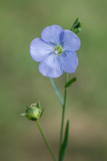 Flax (Linum ustatissimum), Emsland, Lower Saxony, Germany, Europe