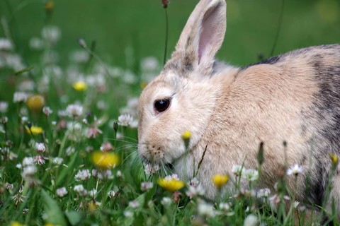 Rabbit (Oryctolagus cuniculus domestica), meadow, clover, Easter, close-up of a rabbit in the