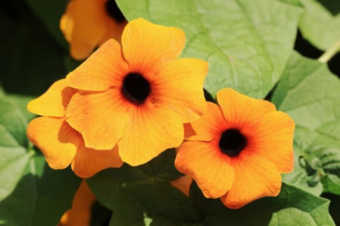Black-eyed susan vine (Thunbergia alata), flowers, ornamental plant, North Rhine-Westphalia,