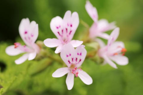 Delicate scented geranium (Pelargonium denticulatum), flowers, native to Africa