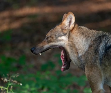Wolf (Canis lupus) yawning, teeth visible, Germany, Europe