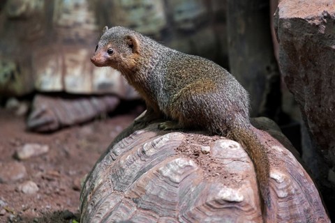 Dwarf mongoose (Helogale), sitting on turtle, captive, Germany, Europe