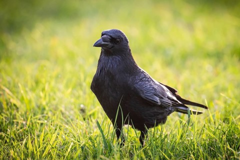 Raven (Corvus corax) on a meadow, Rosensteinpark, Stuttgart, Baden-Württemberg, Germany, Europe