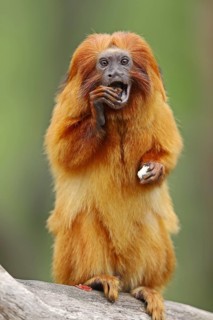 Golden lion tamarin (Leontopithecus rosalia), captive, occurrence in Brazil