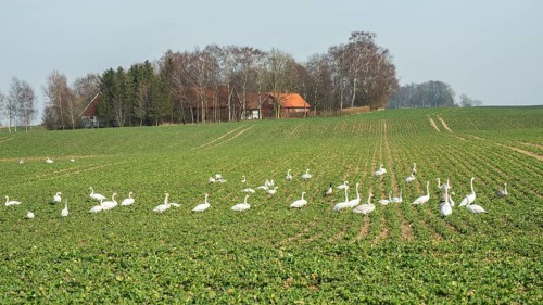 Flocks of birds, swans, graze and damage crops in winter in Ystad municipality, southern Skåne
