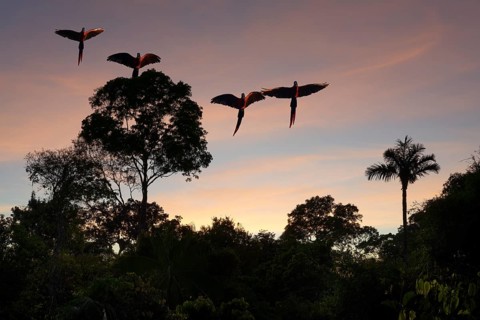 Flock of Scarlet Macaws (Ara macao) flying over the tropical forest at sunrise, Alta Floresta,