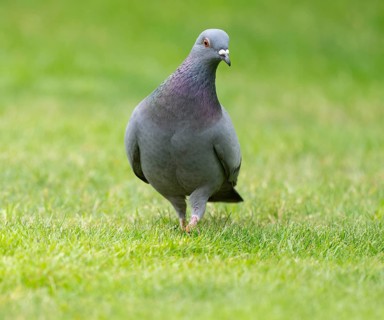 Domestic pigeon (Columba livia domestica) on a lawn, green area in search of food, Lower Saxony,
