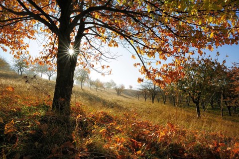 Old orchard meadow in autumn, cherry tree with autumn colours, sun shining through the leaves,