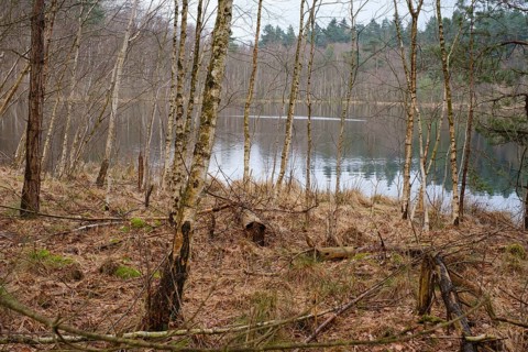 Birches at Wienpietschsee, Kesselmoor, Müritz National Park, Mecklenburg Lake District,