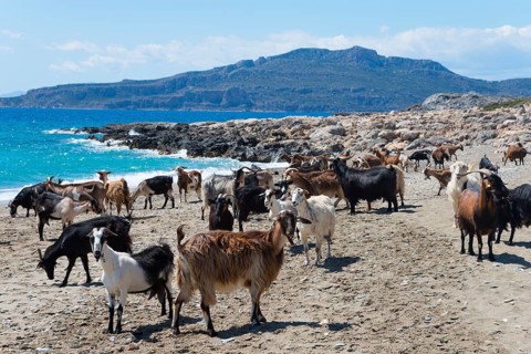 Goats on the sandy coastline with a view of the blue sea and mountains in the background, Paralia