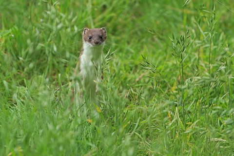 Ermine (Mustela erminea), large weasel