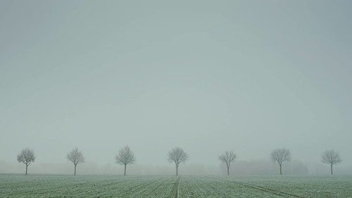 View of a row of trees standing at the roadside in the fog, field, landscape photo, nature photo,