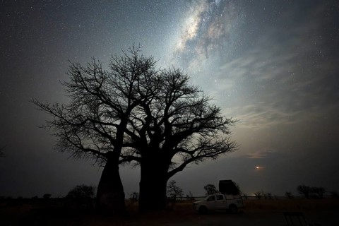 Off-road vehicle on a campsite with African baobab or baobab tree (Adansonia digitata), starry sky