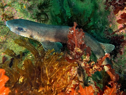 A small-spotted catshark (Scyliorhinus canicula) swims between colourful algae and rocks on the