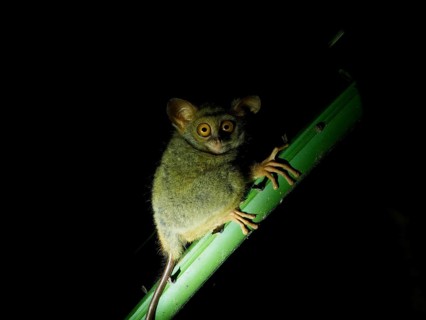 Tarsier (Tarsiidae) small animal with large eyes, Tangoko National Park, Sulawesi, Indonesia, Asia