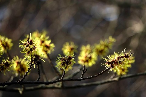 Flowering witch hazel (Hamamelis intermedia), January, Germany, Europe