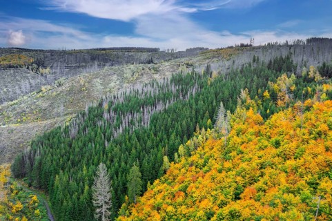 Mixed woodland next to dead spruce forest, destruction from European spruce bark beetle (Ips