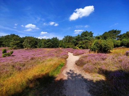 Intensive heath blossom with a path through the Westruper Heide, Haltern am See, Ruhr area, North
