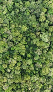 Wallpaper, aerial view, rainforest from above, Tortuguero National Park, Costa Rica, Central