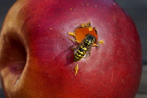 Wasp eating apple, Belgium, Europe