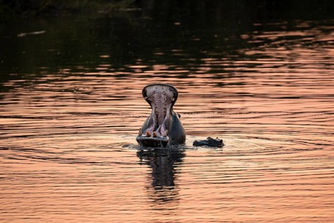 Hippopotamus (Hippopatamus amphibius) yawning, mouth wide open, mother and young, in the water at