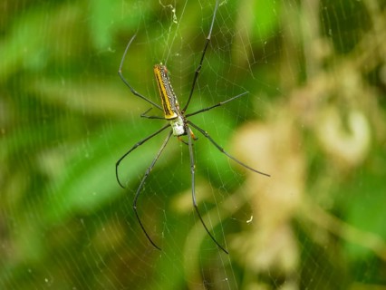 Large spider, silk spider (Nephila Pilipes) in a web, Sulawesi, Indonesia, Asia