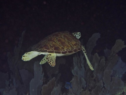 Sea turtle, hawksbill turtle (Eretmochelys imbricata imbricata), swimming over corals at night.