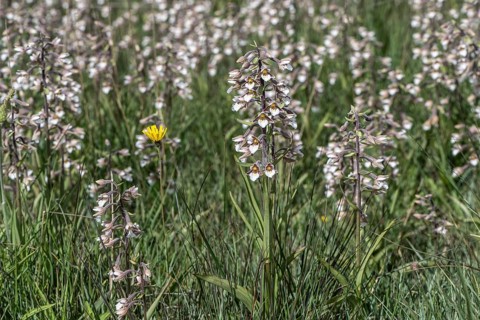 Marsh helleborine (Epipactis palustris), mass population, Emsland, Lower Saxony, Germany, Europe