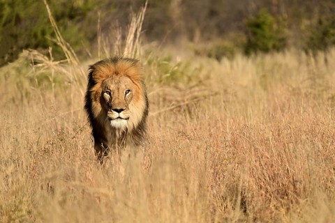 Male lion (Panthera leo) pacing through the tall grass in the savannah, Okonjima Game Farm,