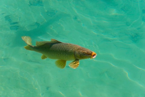 A single fish swimming in clear, transparent water, wild carp (Cyprinus carpio), Baño de las Mulas,