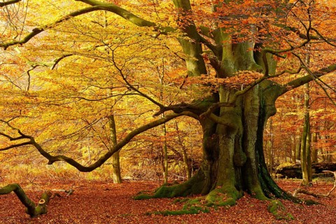Huge old beech tree in the Hutewald forest in full autumn colour, natural monument, Sababurg
