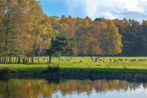 Large herd of fallow deer (Dama dama) grazing in a meadow, autumnal coloured trees in the