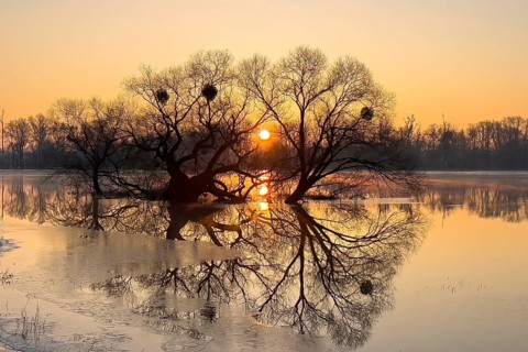 Flood, flood protection, flood plain, pasture, dike protection, dike on the Elbe, flooding,