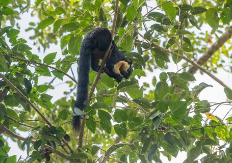 Black giant squirrel (Ratufa bicolor), Kaeng Krachan National Park, Phetchaburi Province, Thailand,