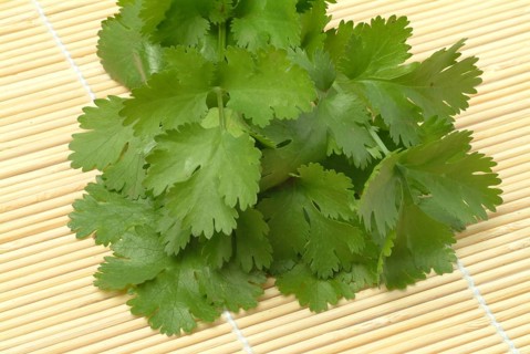 Leaf (umbelliferae) coriander (Coriandrum sativum), coriander, true coriander, plant species in the