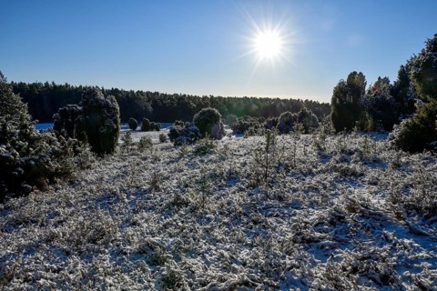 Snow-covered landscape in the Lüneburg Heath nature Park, near Haverbeck, Heidekreis district,