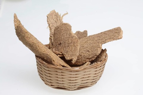 Bark of the god tree of heaven (Ailanthus altissima), medicinal plant of Chinese medicine