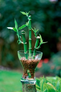 Lucky bamboo (Dracaena sanderiana) in Bowl
